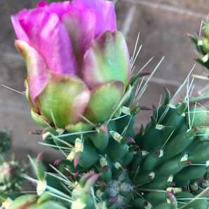 Healing on the Rio Grande