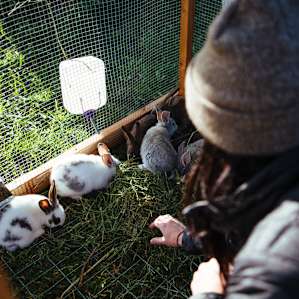 Petting the rabbits.