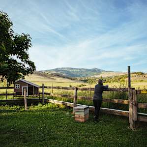 Birds & Bees Homestead