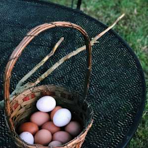 Fresh eggs and the marshmallow stick that Steve cut and carved for us