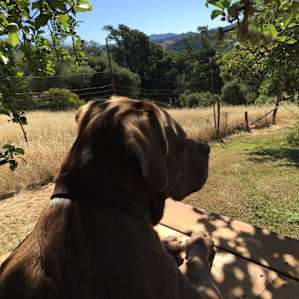 Our dog Theo enjoys the view from the apple orchard.