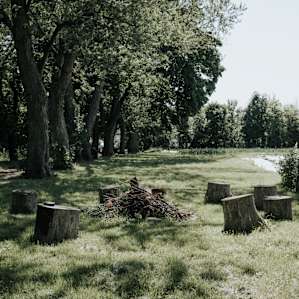 forest