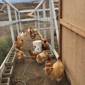 High Desert Look Out & Baby Goats!