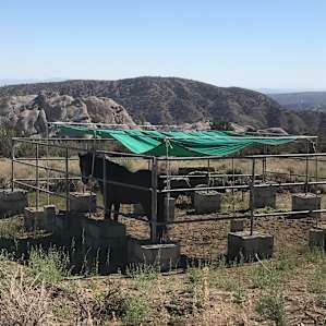 Owl's Nest