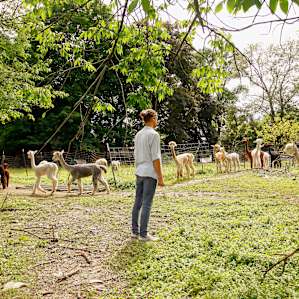We had a fun hanging out with the alpacas.