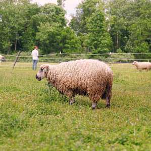 Some of the other animals that will roam near your site. Sheep!
