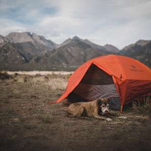 tent mountain dog