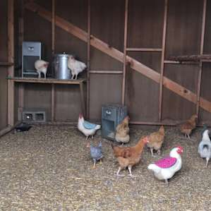 Chickie coup!