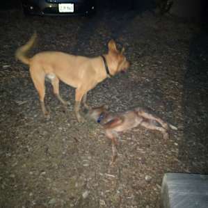 Our dog with the camp puppy!