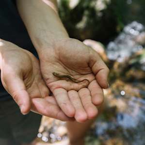 Little salamander down by the stream just a short walk from the site.