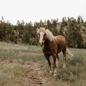 horse animal
