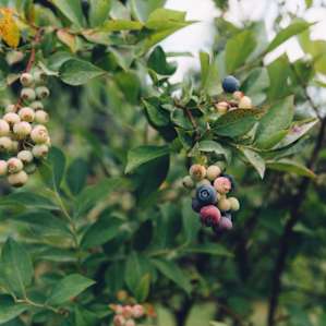 Blueberries on the farm.