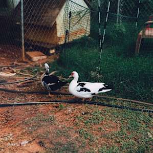 One of the many types of farm animals here.