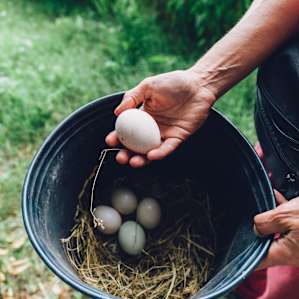 food eggs