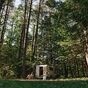 Snoozing under the pines!