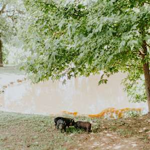 animal water pig