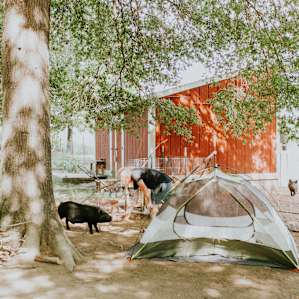 tent people animal