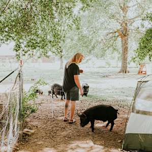 tent people animal