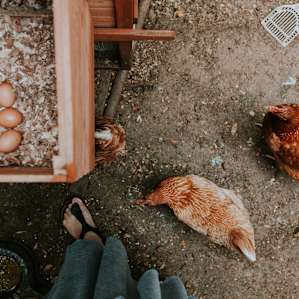 animal eggs chicken