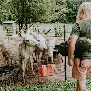 animal donkey