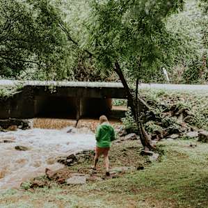 forest water