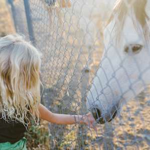 Feeding the horses carrots