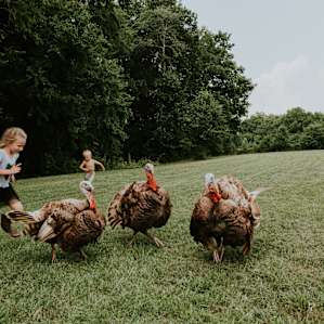 animal thanksgiving turkeys