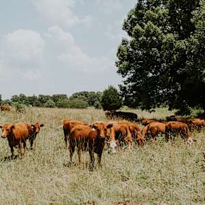 animal cows