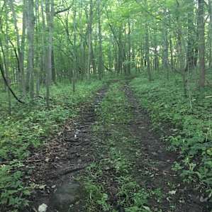 Path to camp