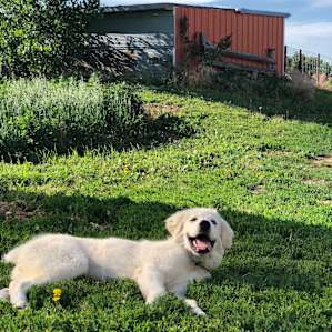 Happy pup!