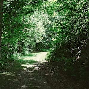 The trail that goes up behind Brad's property. You can also camp up here!