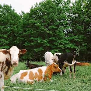 Cows as neighbors? Yes, please.