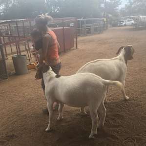Camping with Rescue Animals