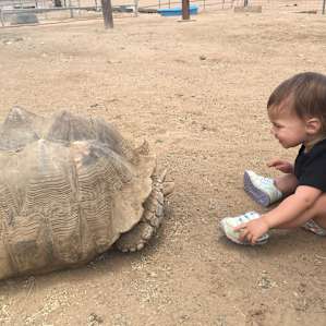 Camping with Rescue Animals
