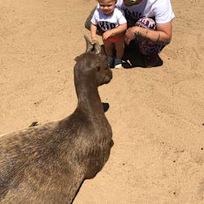 Camping with Rescue Animals