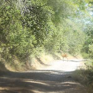A deer saying goodbye on our last day.