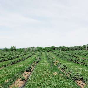 Pesticide free fields.
