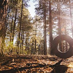 forest sun