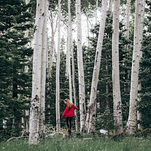 Exploring the aspen grove