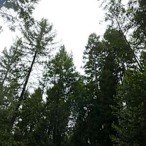 The beautiful treeline above