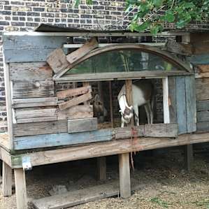 The goats’ little clubhouse is super cute. (And clean!)