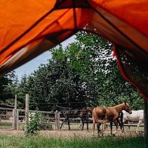 A view from our tent with beautiful horses! Just look at that tail swoosh.