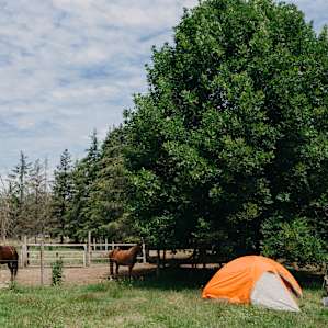 We setup our campsite right next to the beautiful horses.
