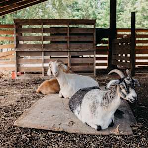 A cute little goat family in the barn.