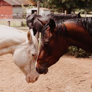 Sweet horse friends.