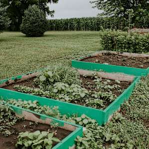plants