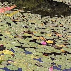 Pink water lilies everywhere!