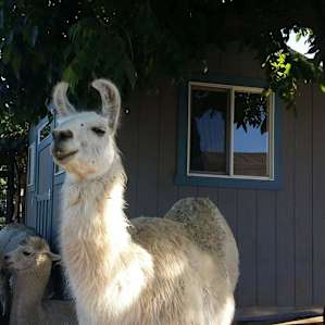 Llama named Glory.