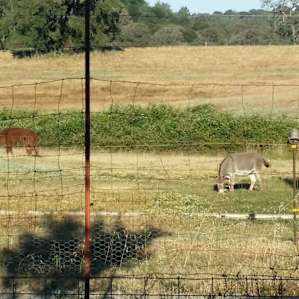 Donkey and Llama enjoying a morning stroll