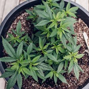 Called Cannabis Camp for a reason